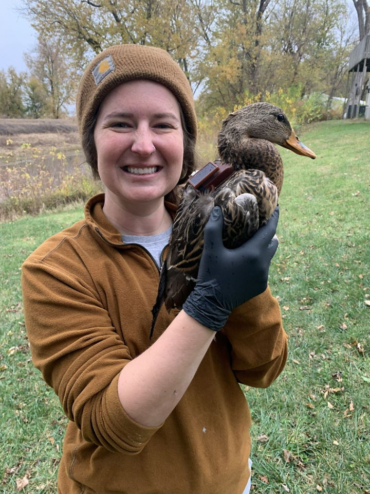 Photo of Forbes staff holding a hen mallard with a transmitter